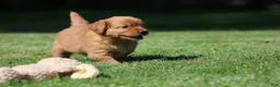 Golden Retriever dogs for sale: Frankie - Ad 6