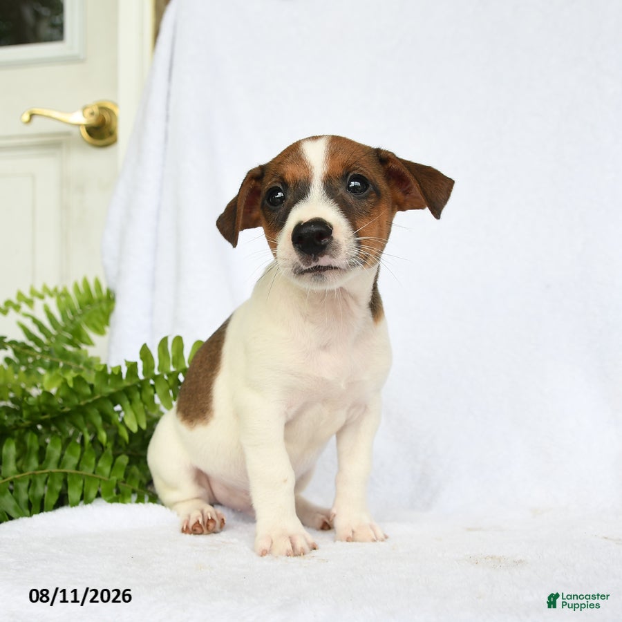 Jack Russell Terrier dogs for sale: Washington - Ad 3