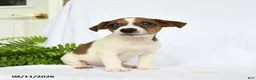 Jack Russell Terrier dogs for sale: Washington - Ad 1