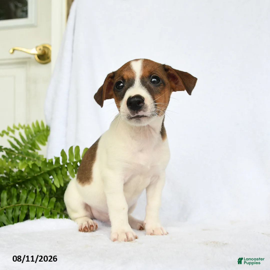 Jack Russell Terrier dogs for sale: Washington - Ad 1