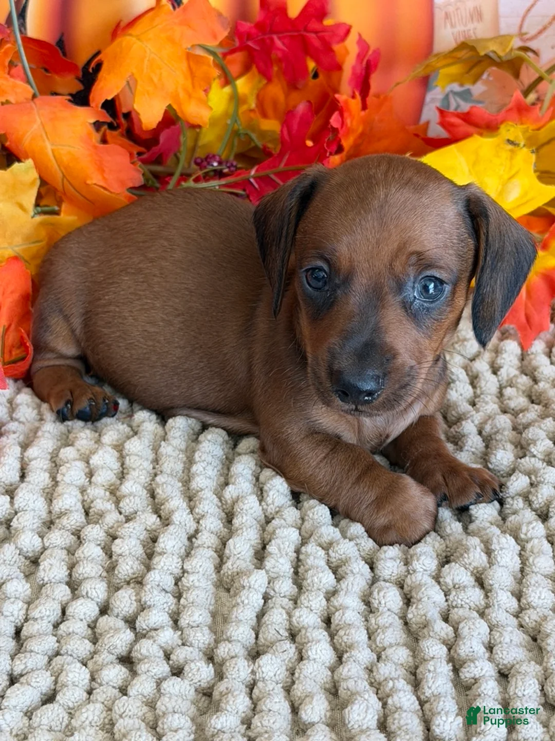 Miniature Dachshund dogs for sale: Mason - Ad 3