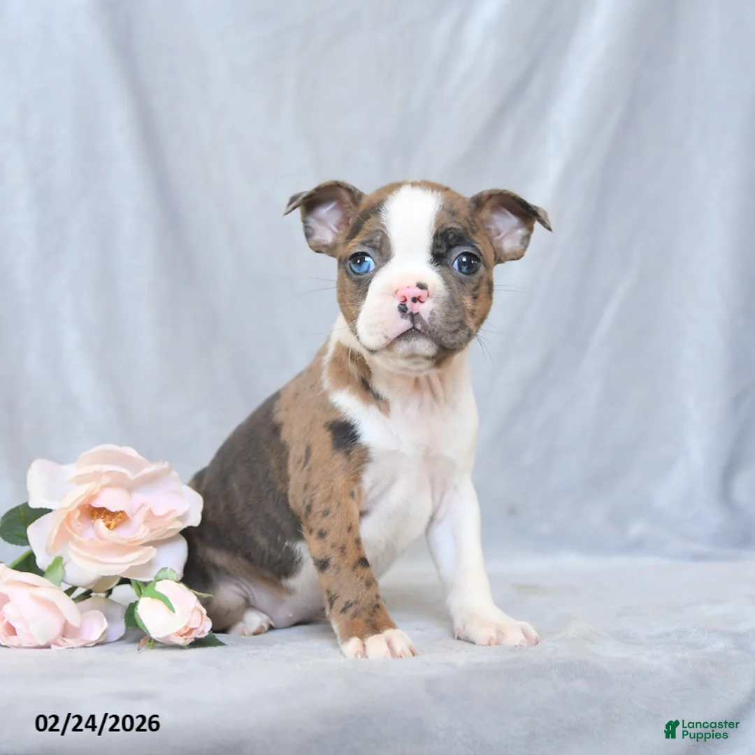 Boston Terrier dogs for sale: Fern - Ad 1