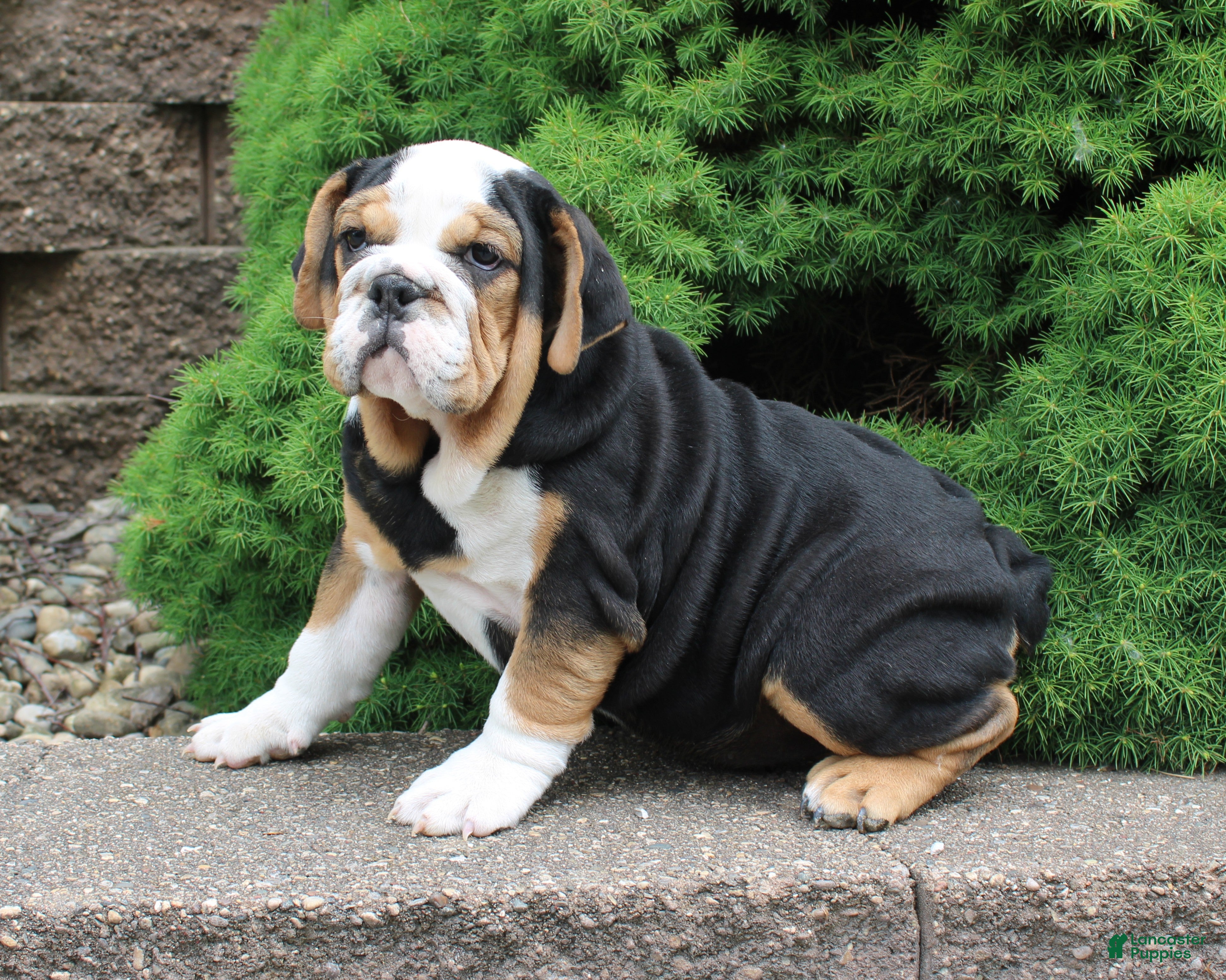 English Bulldog dogs Mabel - Ad 2