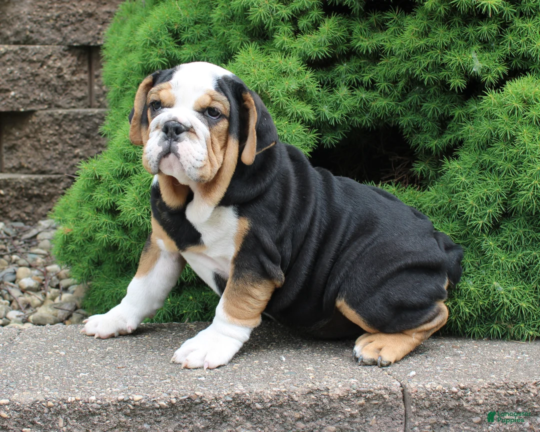 English Bulldog dogs for sale: Mabel - Ad 2
