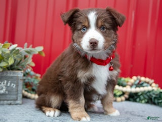 Miniature Australian Shepherd dogs Logan - Ad 26