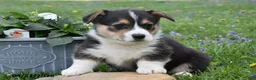 Welsh Corgi Pembroke dogs for sale: Magic - Ad 2
