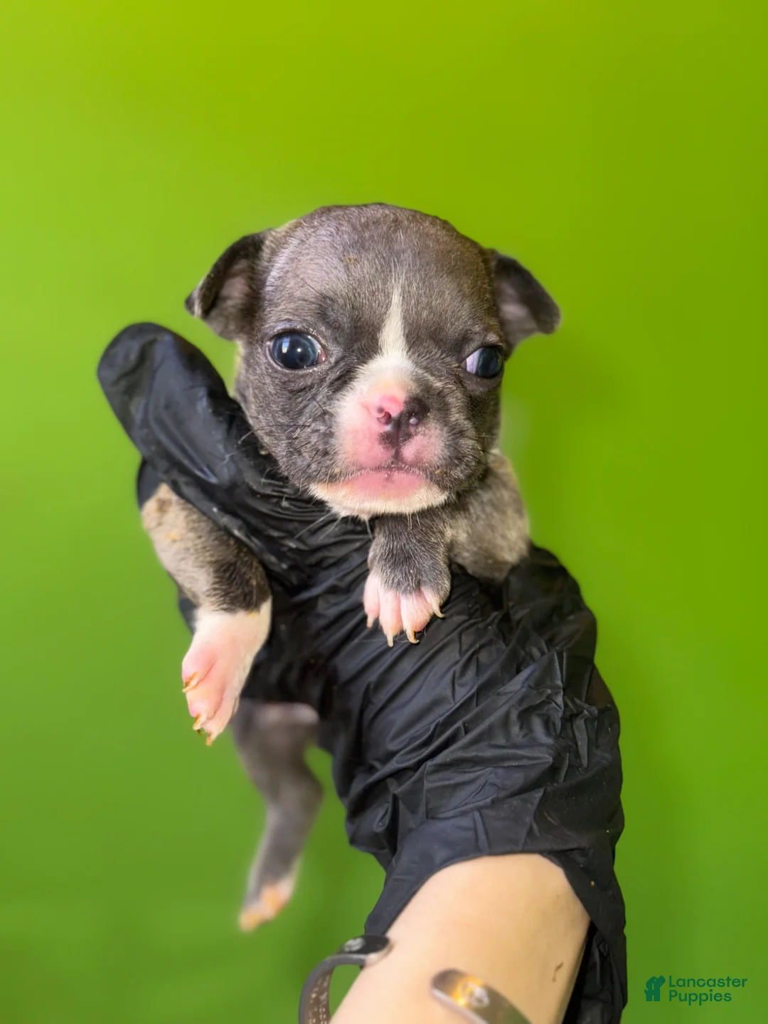 French Bulldog dogs for sale: French Bulldog Puppy 2 - Ad 2