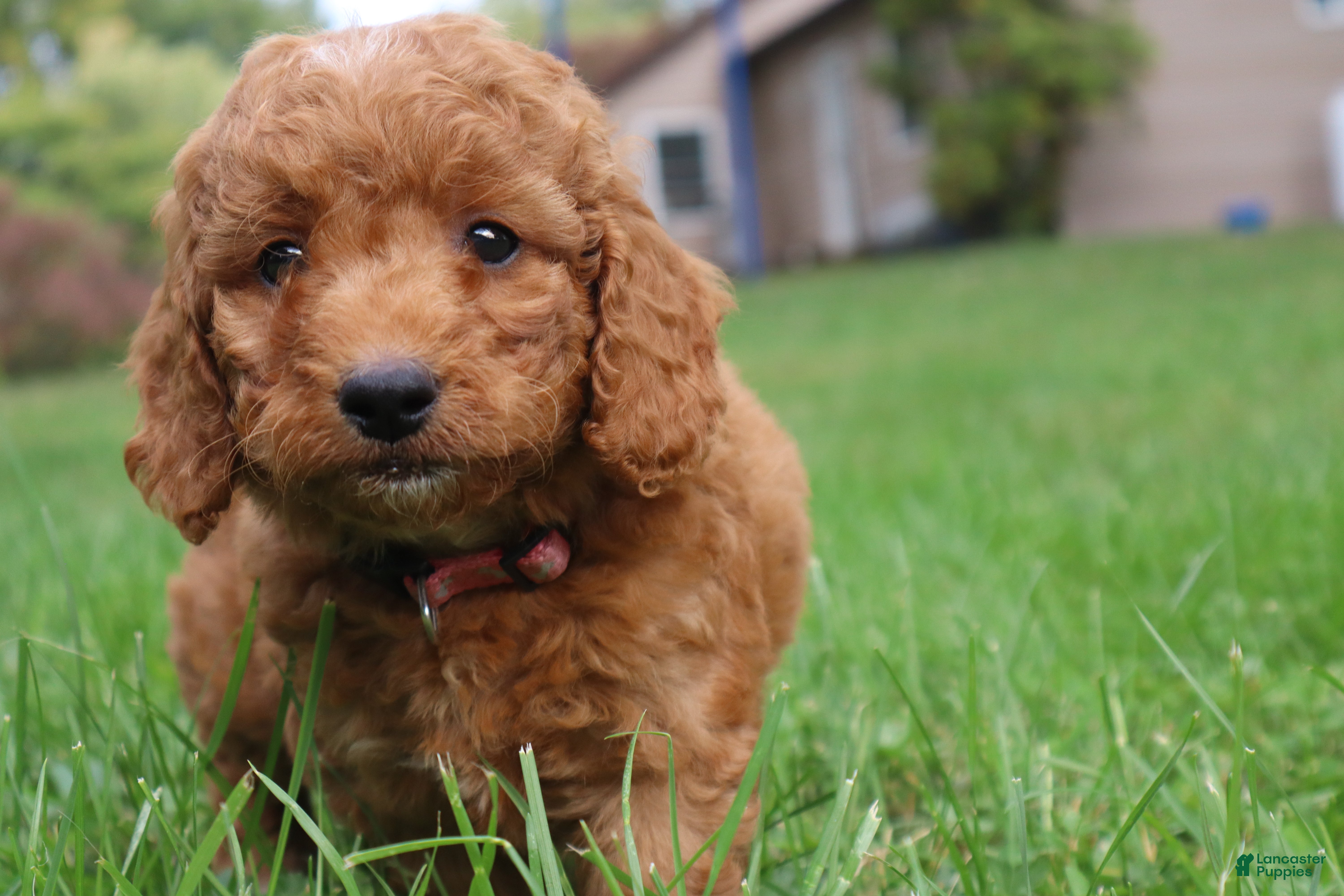 Mini Goldendoodle dogs Marshmallow  - Ad 1