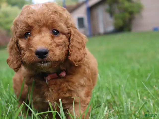 Mini Goldendoodle dogs for sale: Marshmallow - Ad 1