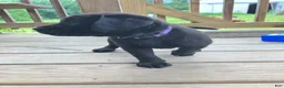Labrador Retriever dogs for sale: Victory - Ad 4