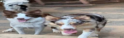 Border Collie dogs for sale: Buttercup - Ad 8