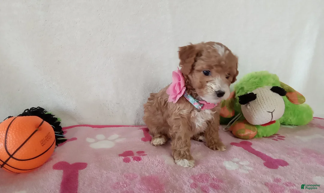 Cavapoo dogs for sale: Potato  - Ad 4