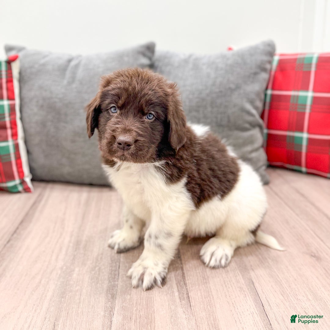 Newfoundland dogs for sale: Ashton - Ad 1