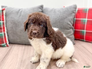 Newfoundland dogs Ashton - Ad 41