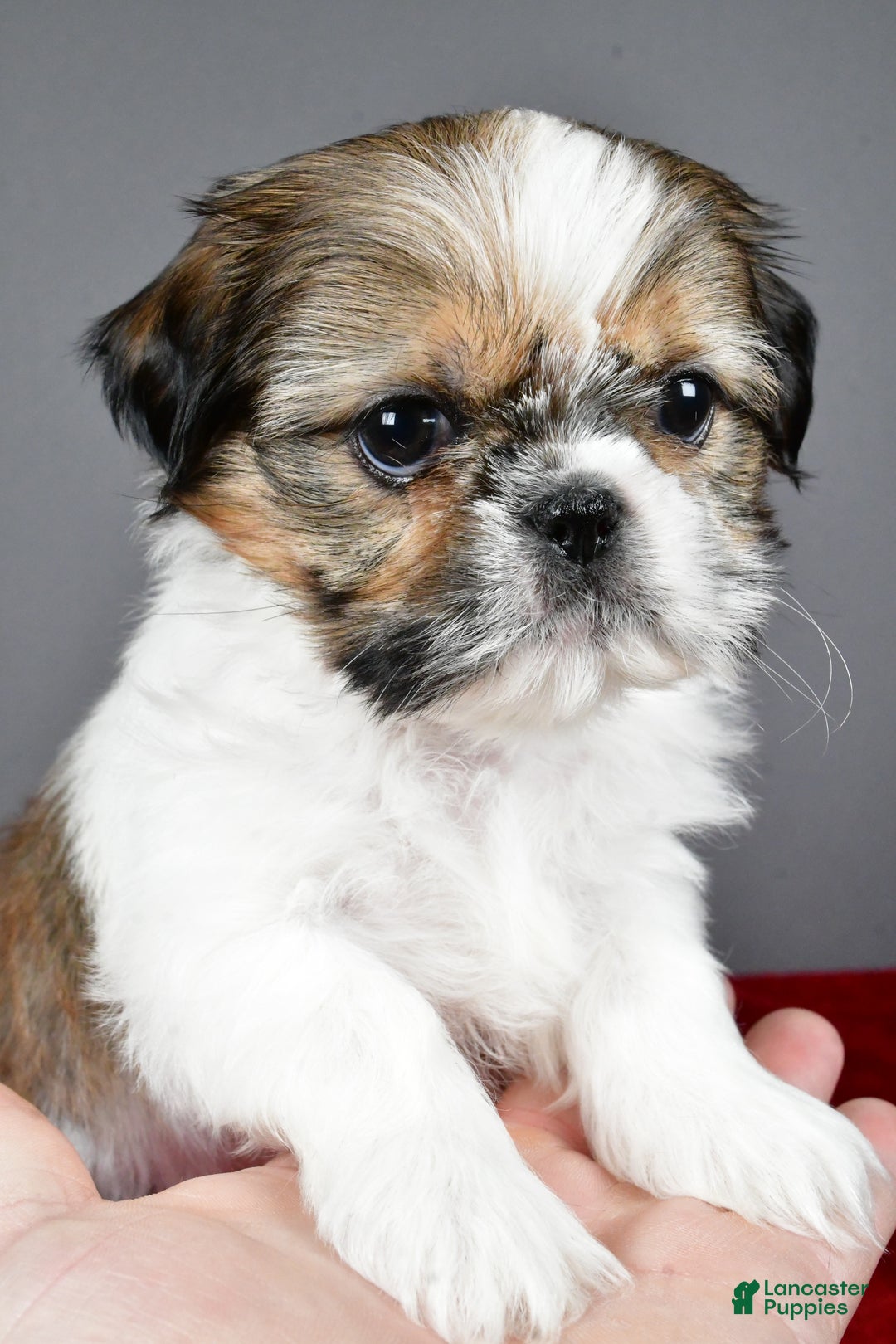 Shih Tzu dogs for sale: Noel - Ad 9