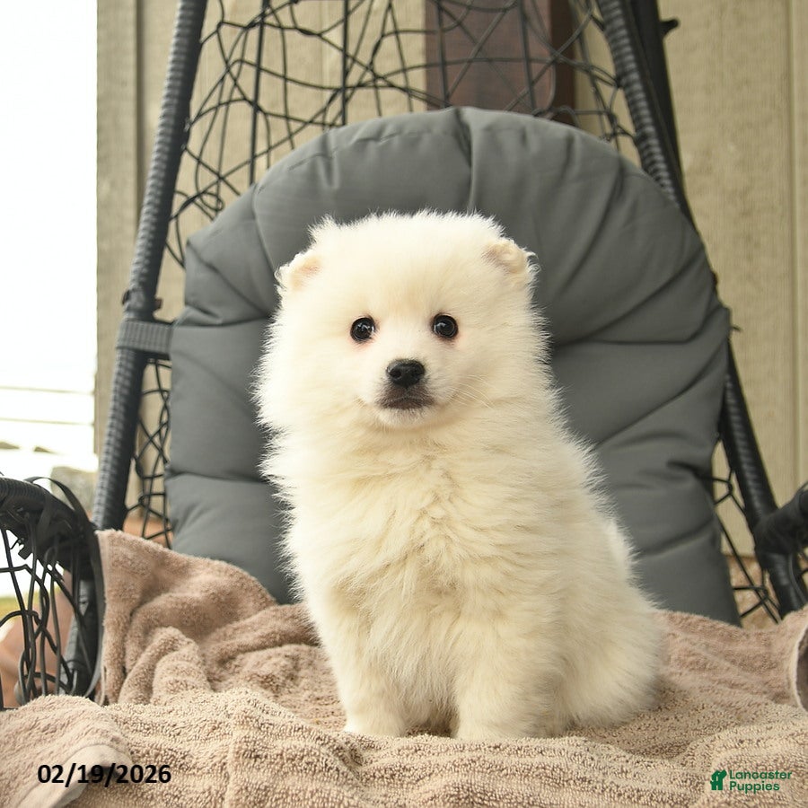 American Eskimo dogs Joey  - Ad 2