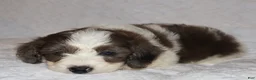 Mini Goldendoodle dogs for sale: Ruby chocolate merle - Ad 3