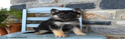 Gerberian Shepsky dogs for sale: Penny - Ad 4