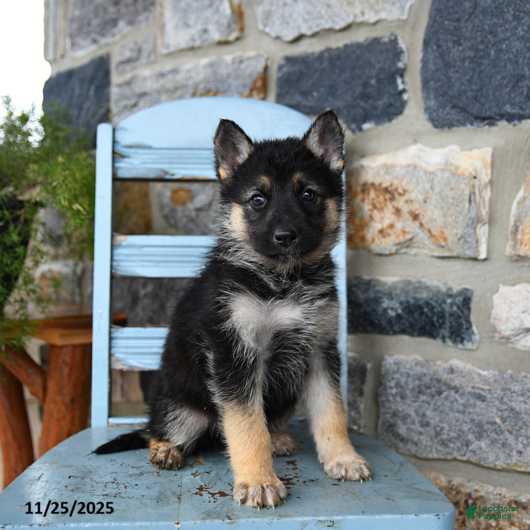 Gerberian Shepsky dogs for sale: Penny - Ad 4