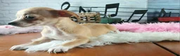 Chihuahua dogs for sale: Nationwide delivery. Popcorn girl - Ad 2