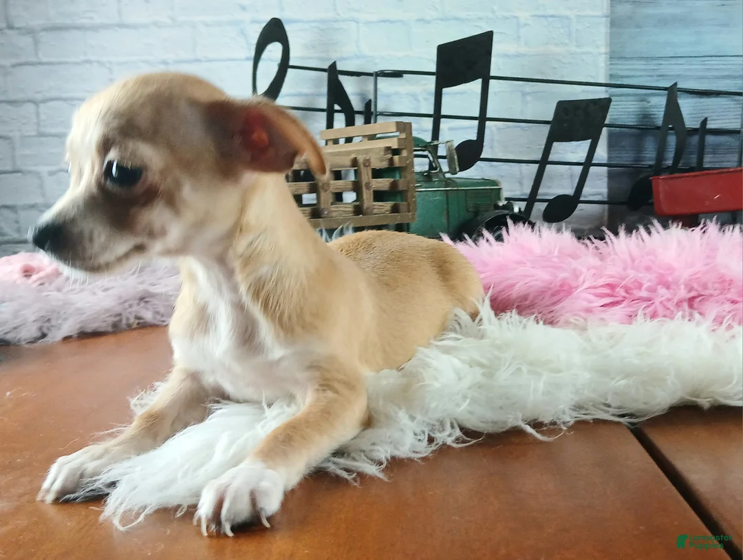 Chihuahua dogs for sale: Nationwide delivery. Popcorn girl - Ad 2