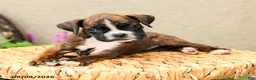 Boxer dogs for sale: Bella   - Ad 2