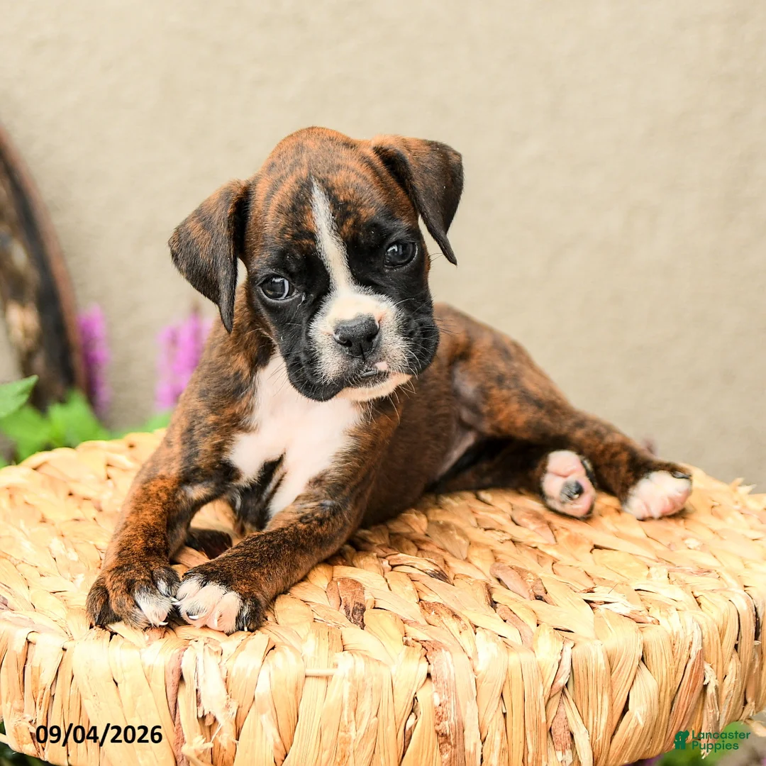 Boxer dogs for sale: Bella   - Ad 2
