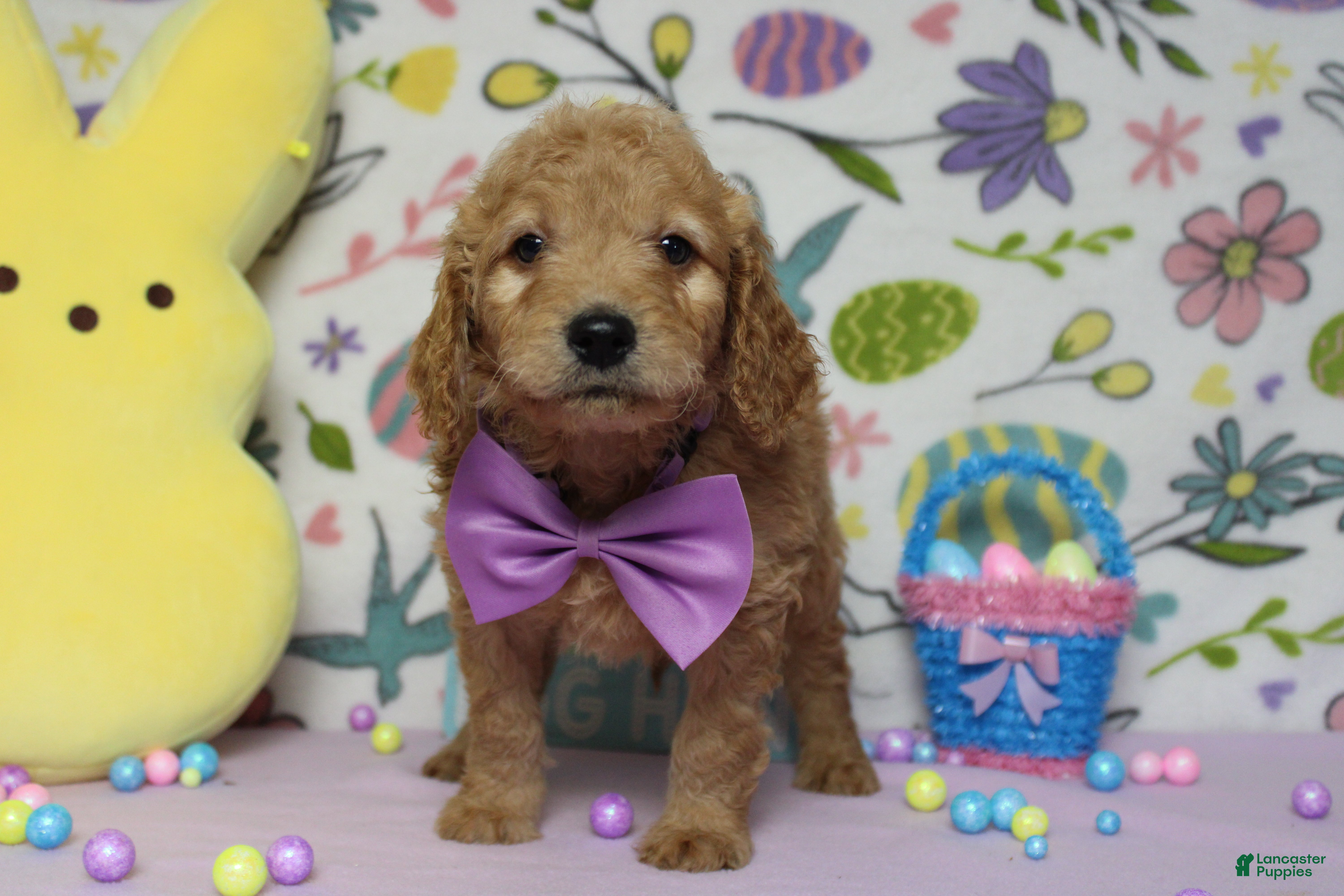 Goldendoodle dogs Dew - Ad 33