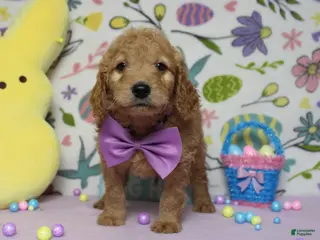 Goldendoodle dogs Dew - Ad 33