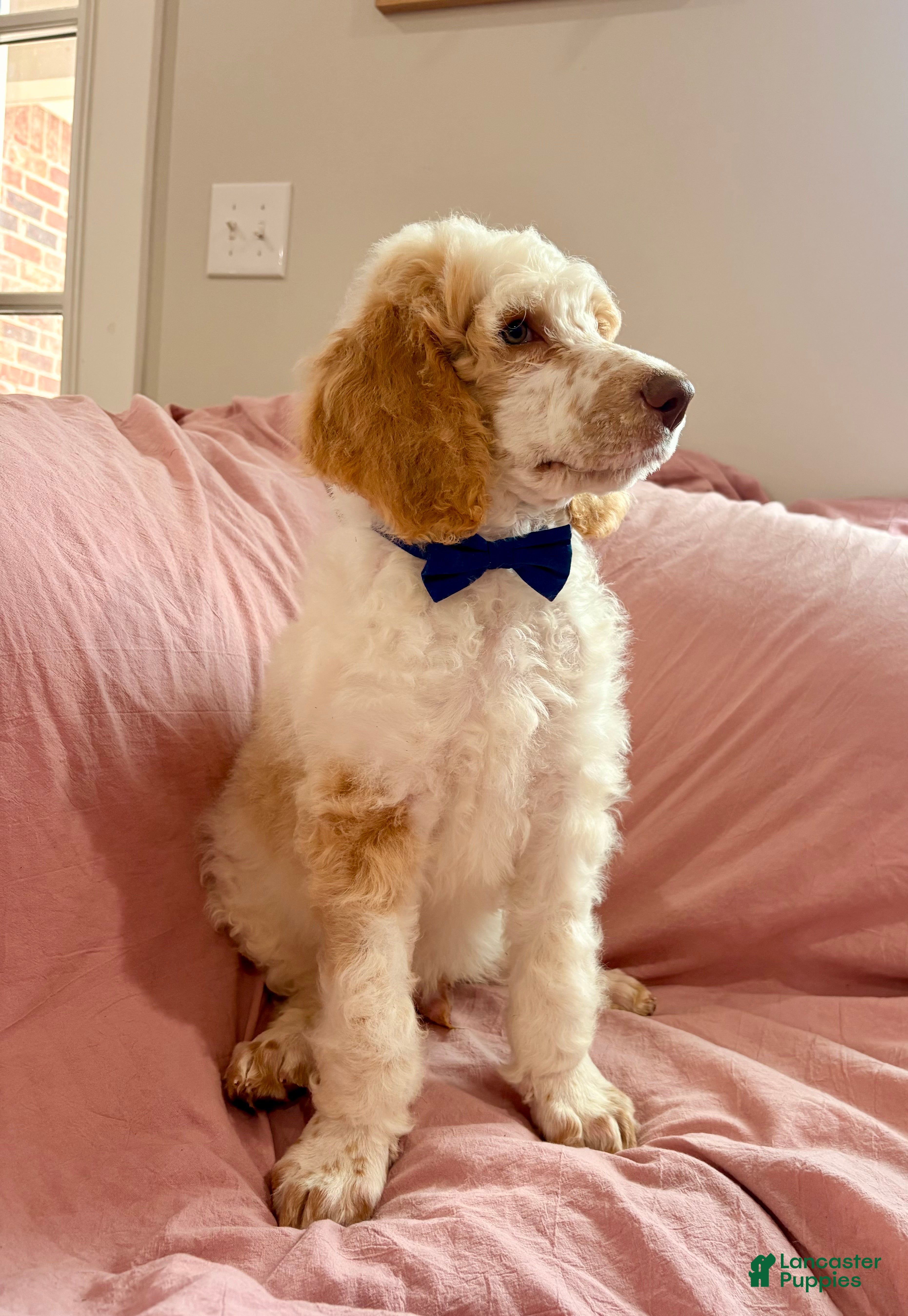Greenie (Standard Poodle, Male) in Corydon, IN