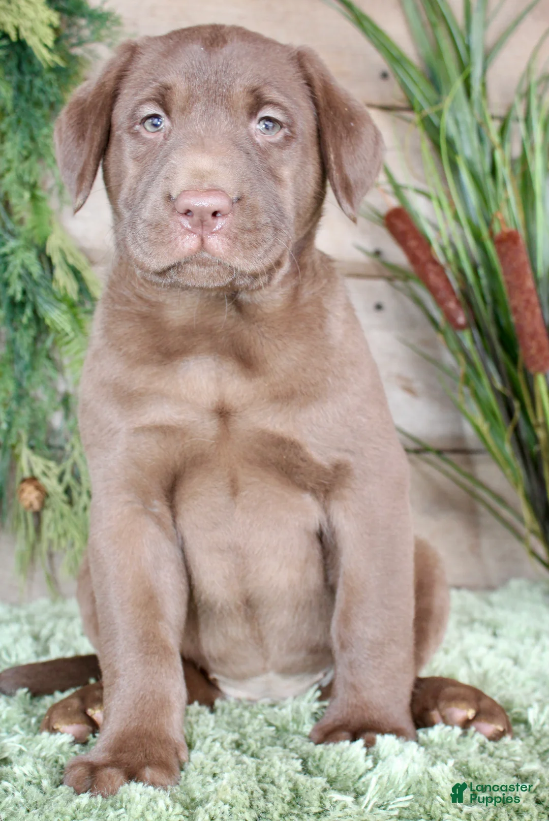 Labrador Retriever dogs for sale: Jemimia  - Ad 3