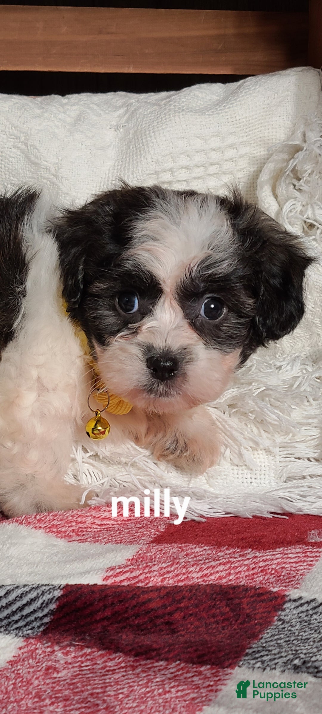 Teddy Bear dogs for sale: Milly - Ad 8