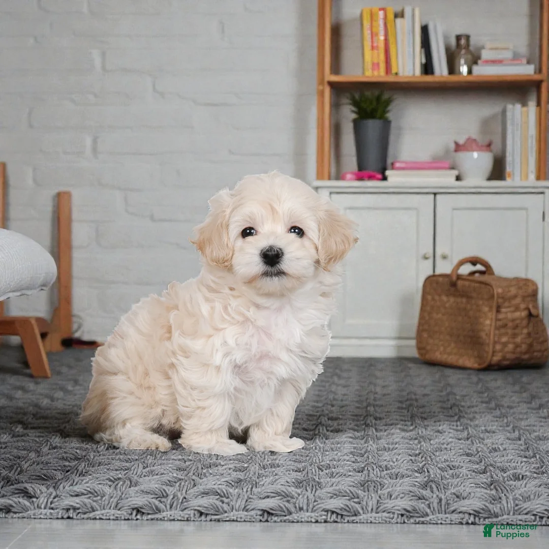 Maltipoo dogs for sale: julia - Ad 2