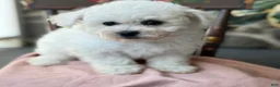 Bichon Frise dogs for sale: Jemima - Ad 10