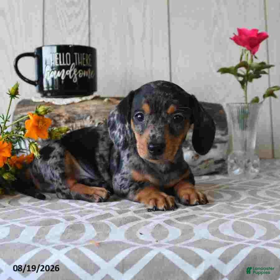 Miniature Dachshund dogs Todd - Ad 1