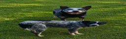 Australian Cattle Dog dogs for sale: Australian Cattle Dog 1 - Ad 1