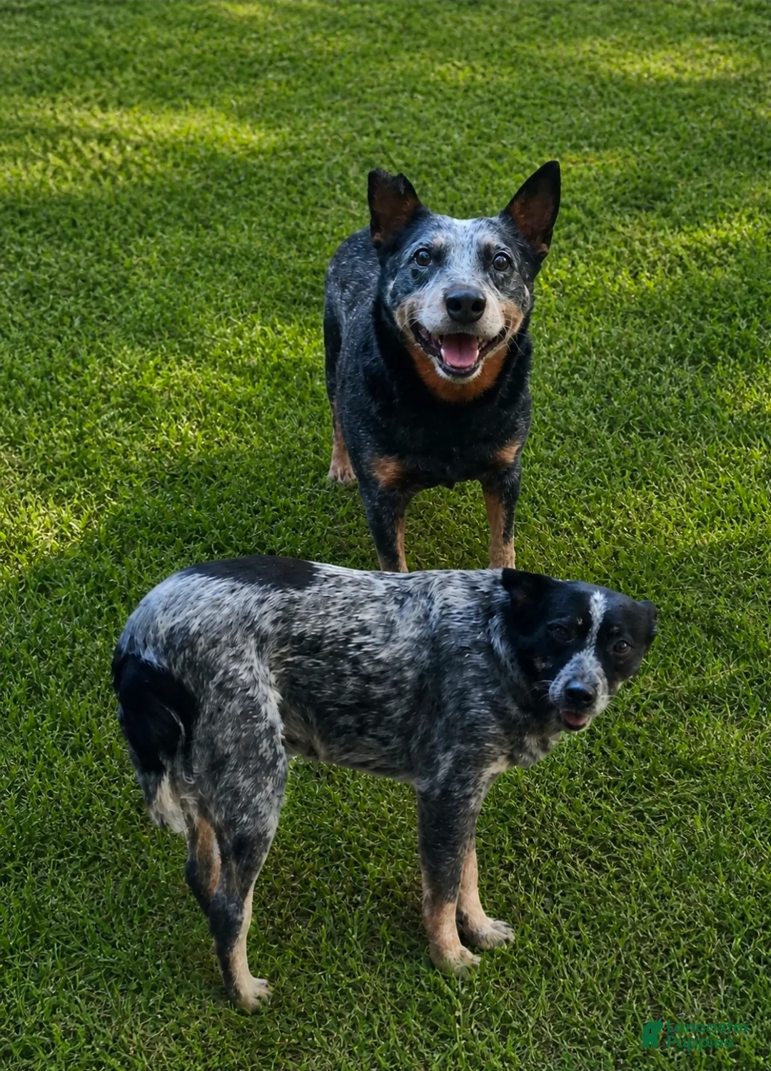Australian Cattle Dog dogs for sale: Australian Cattle Dog 1 - Ad 1