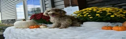 Cavapoo dogs for sale: Twixi  - Ad 5