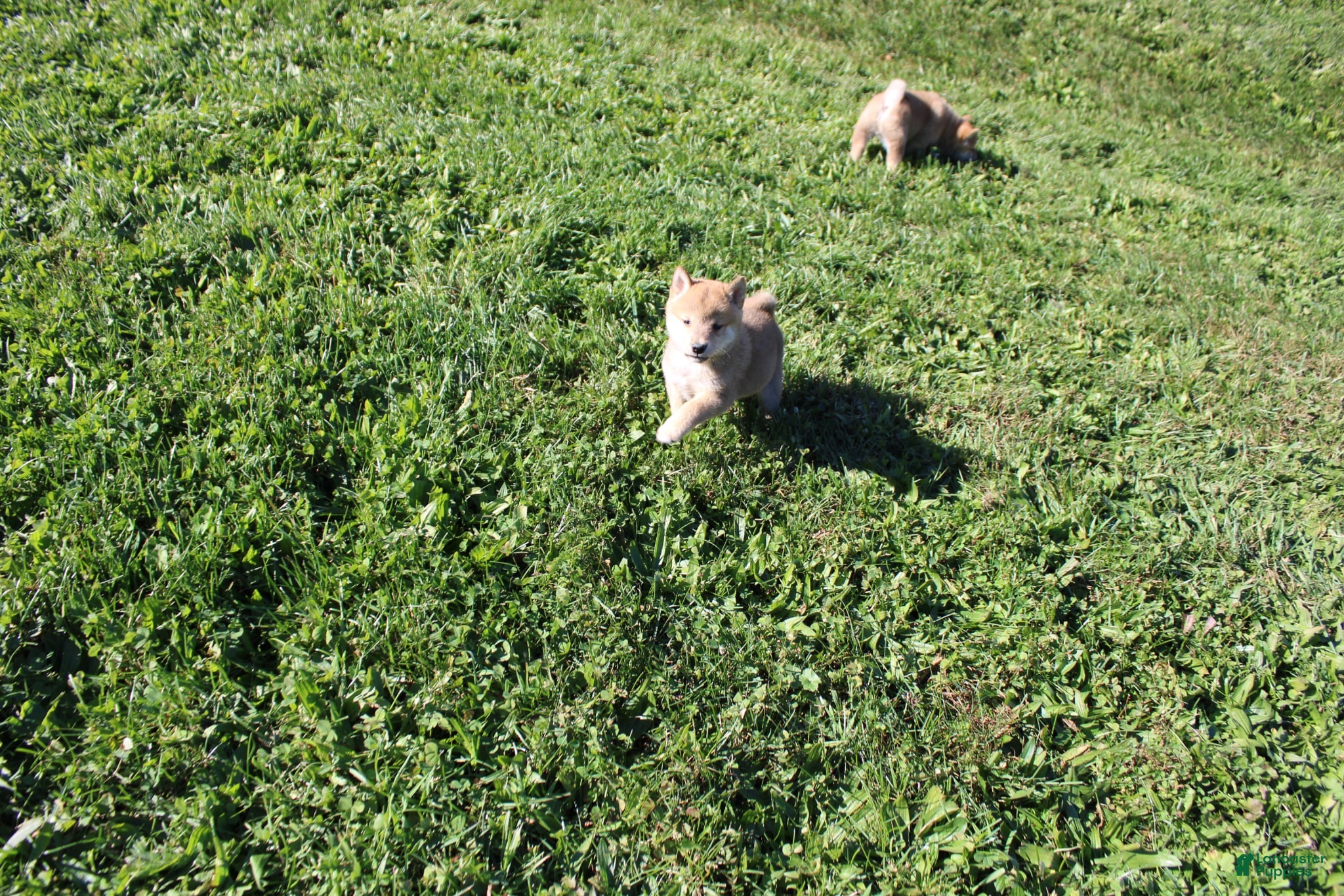 Shiba Inu dogs for sale: Boots - Ad 2