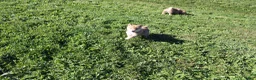 Shiba Inu dogs for sale: Boots - Ad 2
