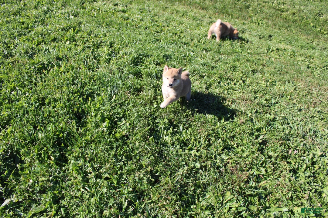 Shiba Inu dogs for sale: Boots - Ad 2