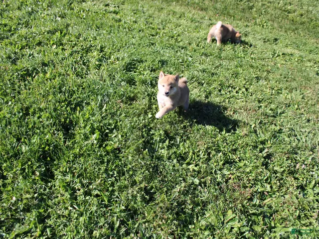 Shiba Inu dogs for sale: Boots - Ad 2