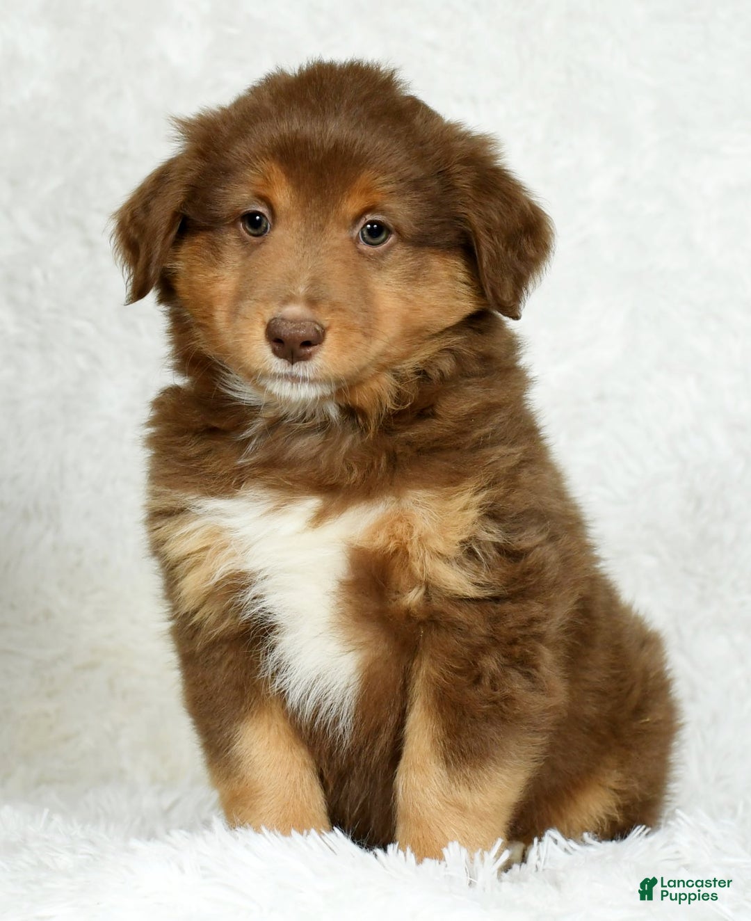 Australian Shepherd dogs for sale: Max - Ad 2