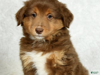 Australian Shepherd dogs Max - Ad 23