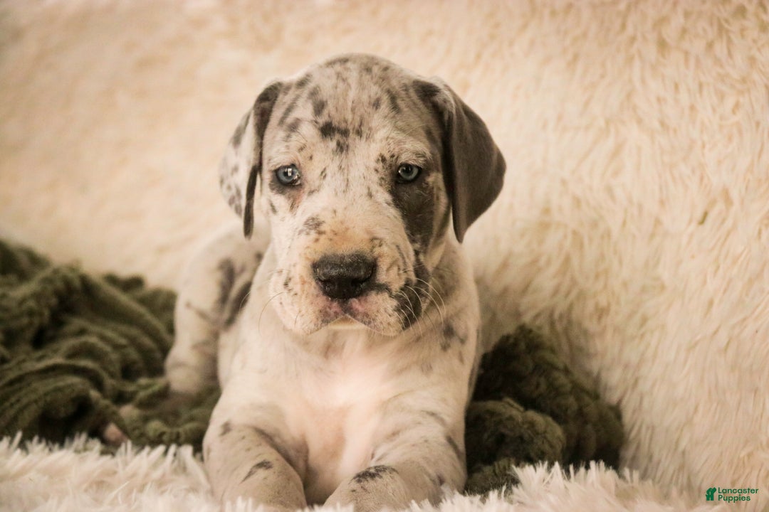 Great Dane dogs for sale: Percy - Ad 8