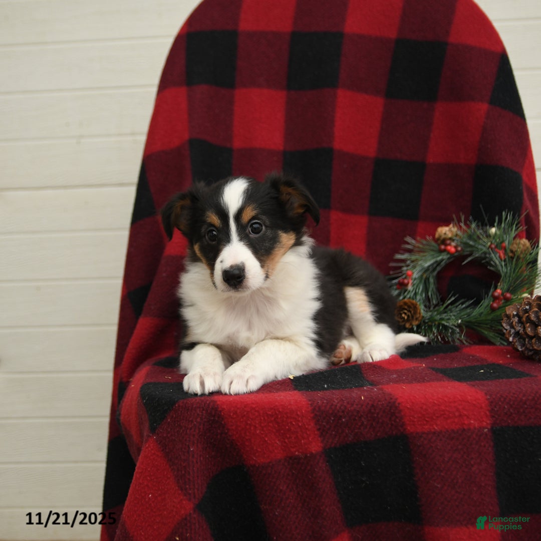 Mixed Breed dogs for sale: Paloma - Ad 3