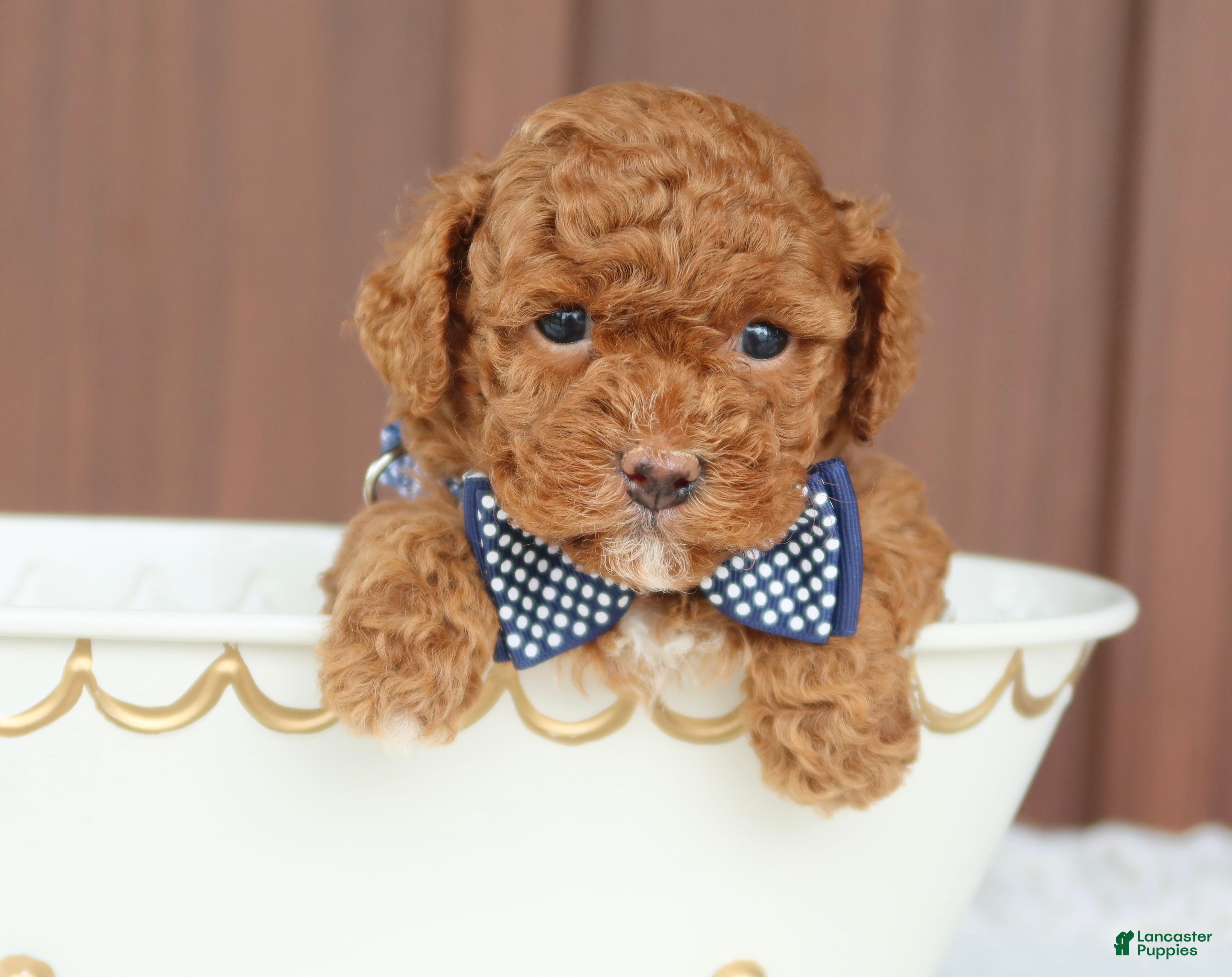 Toy Poodle dogs Firecracker - Ad 1
