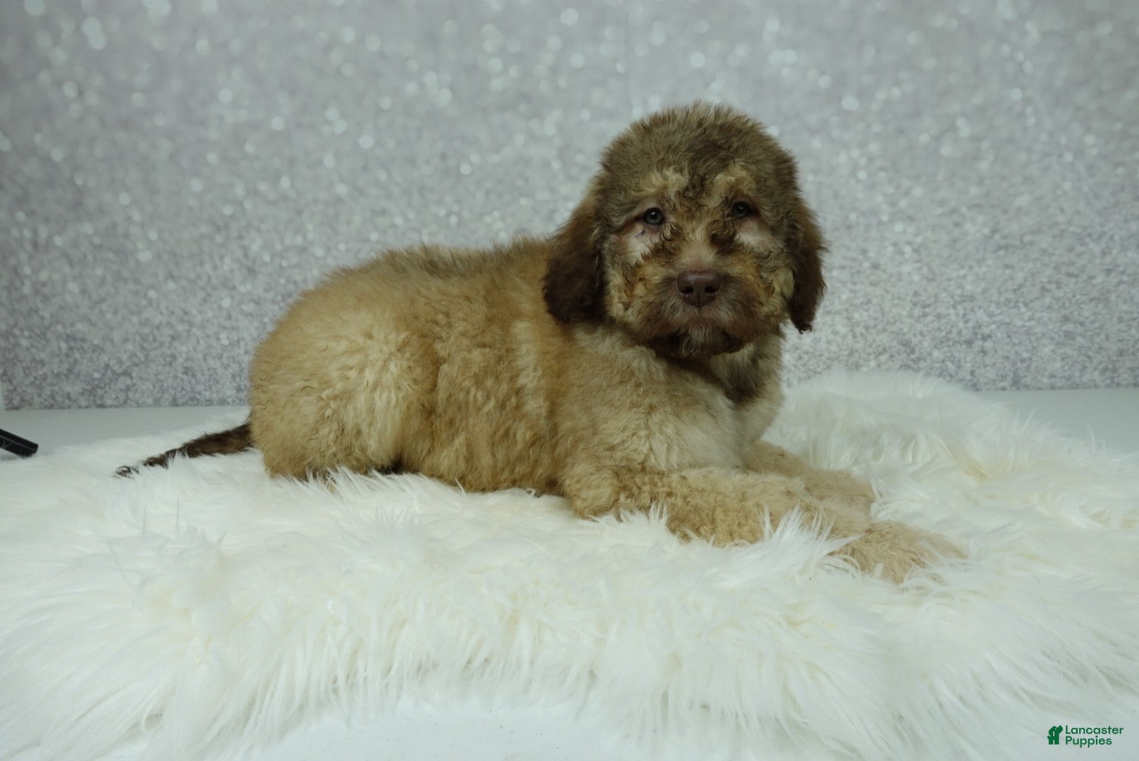 Newfypoo dogs Nero - Ad 13