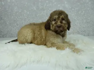 Newfypoo dogs Nero - Ad 8