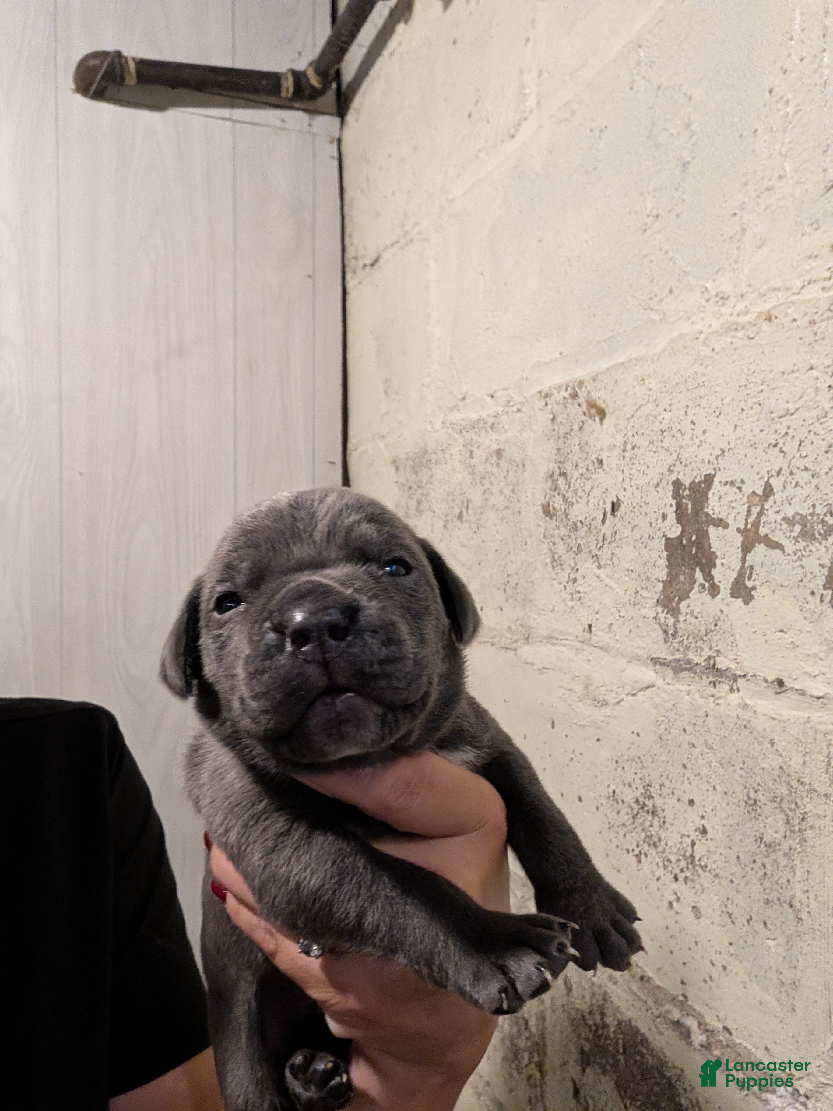 Cane Corso dogs Cane Corso 10 - Ad 24